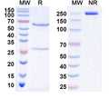 SDS-PAGE for InVivoMAb Anti-Fluorescein & mCD3e Bispecific Antibody (Iv0233)