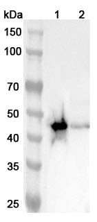 Western blot analysis was performed using anti-ASGR2 polyclonal antibody at 1ug/mL on various samples.
Lane 1: Mouse liver lysate
Lane 2: Rat  liver lysate