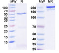 SDS-PAGE for InVivoMAb Anti-Mouse IGF1 Antibody (Iv0223)