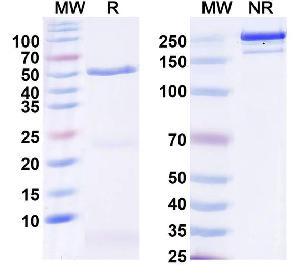SDS-PAGE for InVivoMAb Anti-Mouse IGF1 Antibody (Iv0223)