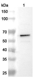 Western blot analysis was performed using anti-TH  polyclonal antibody at 1ug/mL on various samples.
Lane 1: PC-12 cell lysate