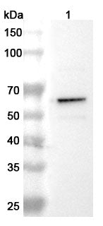 Western blot analysis was performed using anti-TH  polyclonal antibody at 1ug/mL on various samples.
Lane 1: PC-12 cell lysate