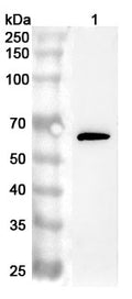 Western blot analysis was performed using anti-PROS1 polyclonal antibody at 1ug/mL  on various samples.
Lane 1: 293T cell lysate