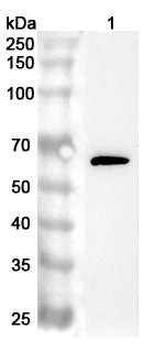 Western blot analysis was performed using anti-PROS1 polyclonal antibody at 1ug/mL  on various samples.
Lane 1: 293T cell lysate