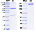 SDS-PAGE for Anti-Mouse SERPINE1/PAI-1 Antibody (SAA0768).