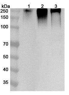 Western blot analysis was performed using anti-PTPRC  polyclonal antibody at 1ug/mL on various samples.
Lane 1: RAW264.7 cell lysate
Lane 2: Mouse spleen lysate
Lane 3: Mouse thymus lysate