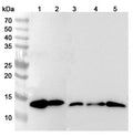 Western blot analysis was performed using anti-LGALS1 polyclonal antibody at 1µg/ml on various samples.
Lane 1: NIH3T3 cell lysate
Lane 2: PC-12 cell lysate
Lane 3: HepG2 cell lysate
Lane 4: LO2 cell lysate
Lane 5: Hela cell lysate