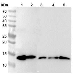 Western blot analysis was performed using anti-LGALS1 polyclonal antibody at 1µg/ml on various samples.
Lane 1: NIH3T3 cell lysate
Lane 2: PC-12 cell lysate
Lane 3: HepG2 cell lysate
Lane 4: LO2 cell lysate
Lane 5: Hela cell lysate