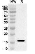 Western blot analysis was performed using anti-Mouse LGALS2 polyclonal antibody at 1ug/mL on recombinant Mouse LGALS2 (Catalog No. MY296012).