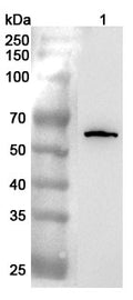 Western blot analysis was performed using anti-CD55 polyclonal antibody at 1ug/mL  on various samples.
Lane 1: 293T cell lysate