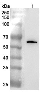 Western blot analysis was performed using anti-CD55 polyclonal antibody at 1ug/mL  on various samples.
Lane 1: 293T cell lysate