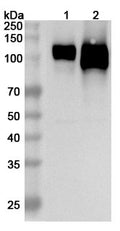 Western blot analysis was performed using anti-ICAM1 polyclonal antibody at 1ug/mL on various samples.
Lane 1: Mouse spleen lysate
Lane 2: Mouse lung lysate