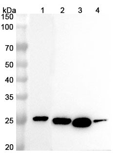 Anti-Mouse HSPB1/HSP27 Polyclonal Antibody – Lane 1: MCF-7 cell lysateLane 2: Mouse heart lysateLane 3: Rat heart lysateLane 4: Mouse skeletal muscle lysate