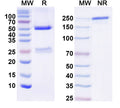 SDS-PAGE for Anti-Mouse IL6 Monoclonal Antibody (1A093)