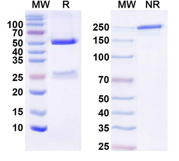 SDS-PAGE for Anti-Mouse IL6 Monoclonal Antibody (1A093)