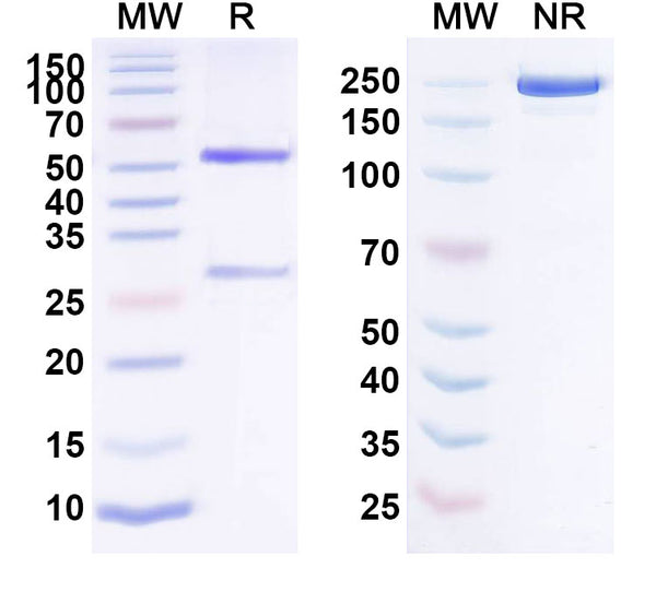 SDS-PAGE for Anti-Mouse IL6 Monoclonal Antibody (1A094)