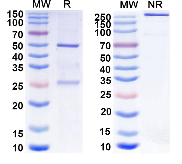 SDS-PAGE for Anti-Mouse IL6 Monoclonal Antibody (1A095)