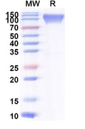 Recombinant Mouse CD107a/LAMP1 Protein, C-Fc