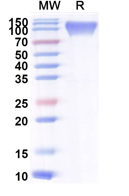 Recombinant Mouse CD107a/LAMP1 Protein, C-Fc