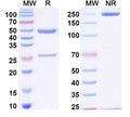 SDS-PAGE for InVivoMAb Anti-Mouse ARG1/Arginase-1 Antibody (Iv0121)
