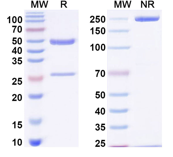 SDS-PAGE for InVivoMAb Anti-Mouse ARG1/Arginase-1 Antibody (Iv0121)