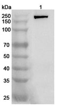 Western blot analysis was performed using anti-ACE polyclonal antibody at 1ug/mL  on various samples.
Lane 1: Mouse lung lysate