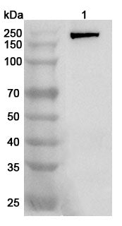 Western blot analysis was performed using anti-ACE polyclonal antibody at 1ug/mL  on various samples.
Lane 1: Mouse lung lysate