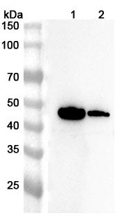 Western blot analysis was performed using anti-TACSTD2 polyclonal antibody at 1ug/mL on various samples.
Lane 1: Mouse skin lysate
Lane 2: Rat skin lysate