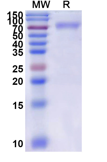 Recombinant Mouse TACSTD2/TROP2 Protein, C-Fc