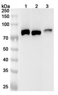 Western blot analysis was performed using anti-LTF polyclonal antibody at LTF on various samples.
Lane 1: Mouse spleen lysate
Lane 2: Mouse lung lysate
Lane 3: Rat lung lysate