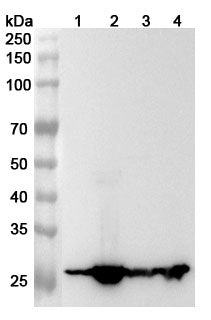 Western blot analysis was performed using anti-GSTM1  polyclonal antibody at GSTM1  on various samples.
Lane 1: Mouse brain lysate
Lane 2: Mouse liver lysate
Lane 3: Mouse lung lysate
Lane 4: Mouse kidney lysate