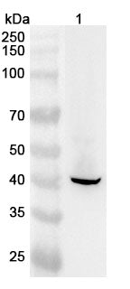 Western blot analysis was performed using anti-KRT19 polyclonal antibody at 1ug/mL on various samples.
Lane 1: Mouse lung lysate