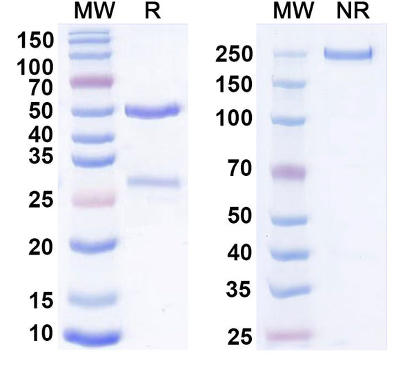 SDS-PAGE for Anti-Mouse CD230 Antibody (6H10)