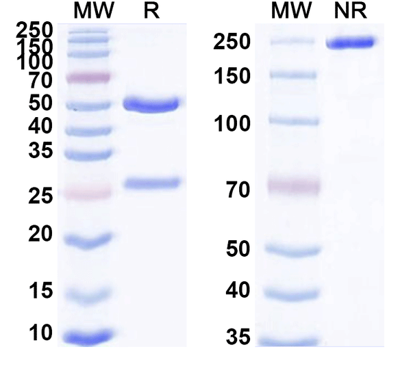 SDS-PAGE for Anti-Mouse CD230 Antibody (31C6)