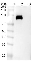 Detects Human CD230/PRNP in indirect ELISAs.