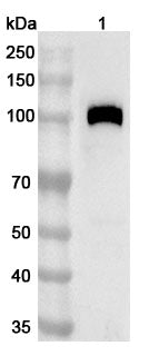 Western blot analysis was performed using anti-THBD polyclonal antibody at 1ug/mL on various samples.
Lane 1: Rat lung lysate