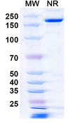 SDS-PAGE for Anti-Mouse FGF2/bFGF Antibody (GAL-F2).