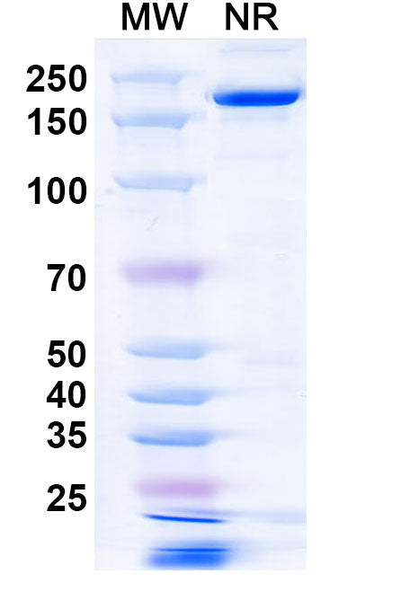 SDS-PAGE for Anti-Mouse FGF2/bFGF Antibody (GAL-F2).