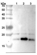 Western blot analysis was performed using anti-FGF2 polyclonal antibody at 1µg/ml on various samples.
Lane 1: HepG2 cell lysate
Lane 2: SKOV3 cell lysate
Lane 3: Hela cell lysate