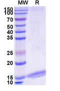 SDS-PAGE for Anti-Mouse Albumin/Alb Nanobody (MSA21)