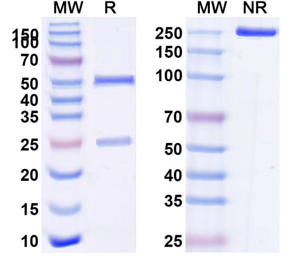 SDS-PAGE for Anti-Mouse CD8b/Lyt3 Antibody (35.17.2#)