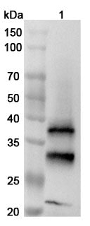 Western blot analysis was performed using anti-CTSB polyclonal antibody at 1µg/ml on various samples.
Lane 1: RAW264.7 cell lysate