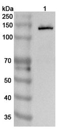 Western blot analysis was performed using anti-CDH1 polyclonal antibody at 1µg/ml on various samples.
Lane 1: Mouse testis lysate