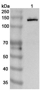 Western blot analysis was performed using anti-CDH1 polyclonal antibody at 1µg/ml on various samples.
Lane 1: Mouse testis lysate