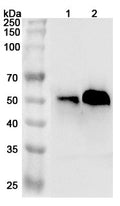 Western blot analysis was performed using anti-AHSG polyclonal antibody at 1µg/ml on various samples.
Lane 1: Mouse liver lysate
Lane 2: Mouse heart lysate