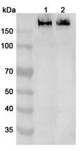 Western blot analysis was performed using anti-ITGAM polyclonal antibody at 1ug/mL on various samples.
Lane 1: RAW264.7 cell lysate
Lane 2: Mouse spleen lysate