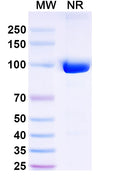 SDS-PAGE for Anti-Mouse CD11b/ITGAM Antibody (DC13)