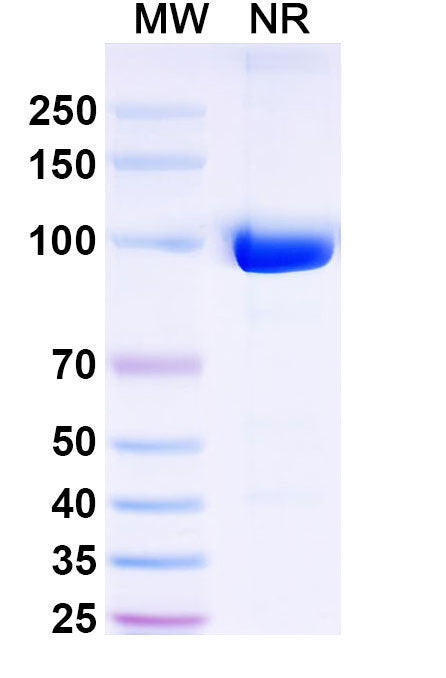 SDS-PAGE for Anti-Mouse CD11b/ITGAM Antibody (DC13)