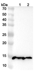 Western blot analysis was performed using anti-FABP3 polyclonal antibody at FABP3 on various samples.
Lane 1: Mouse heart lysate
Lane 2: Rat heart lysate
