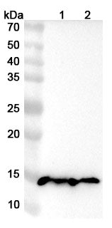 Western blot analysis was performed using anti-FABP3 polyclonal antibody at FABP3 on various samples.
Lane 1: Mouse heart lysate
Lane 2: Rat heart lysate